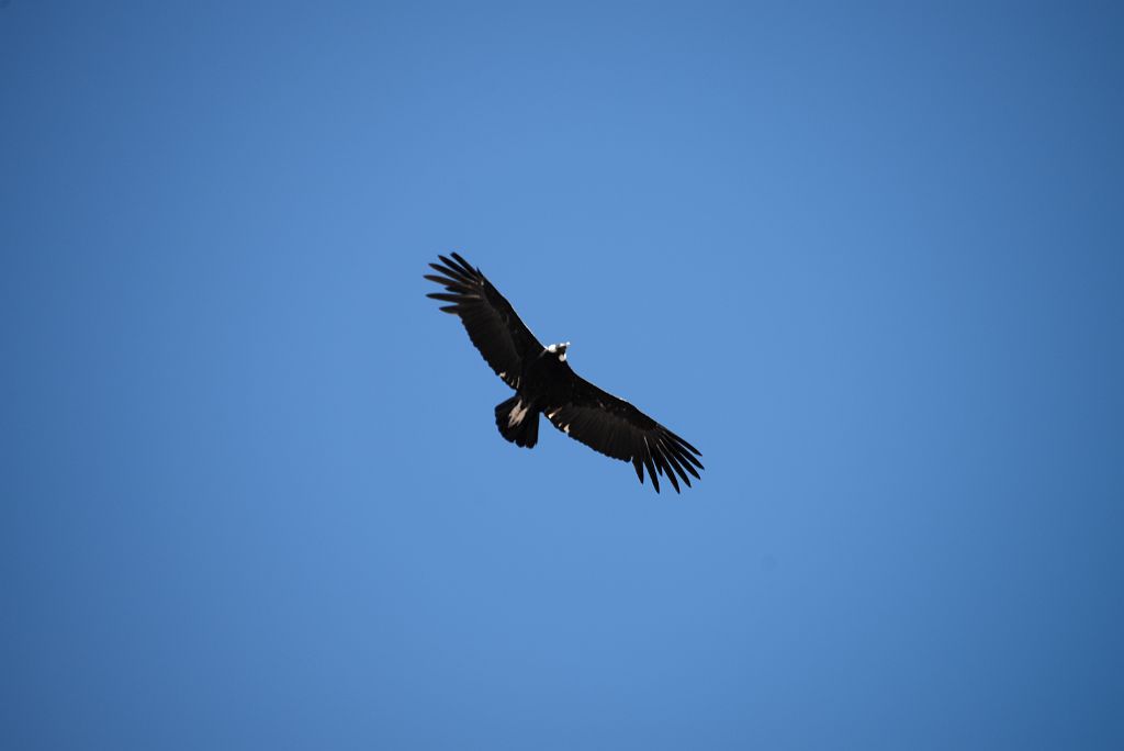 14 Condor Above Plaza de Mulas Aconcagua Base Camp